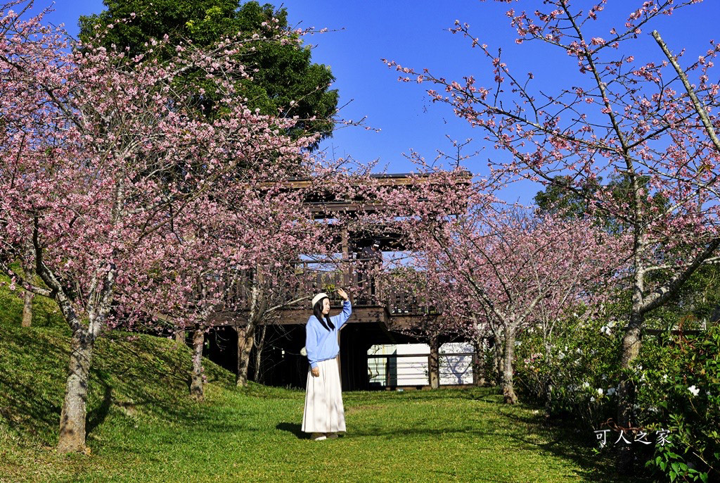 2024嘉義櫻花況,免費賞櫻,嘉義櫻花綻放,賞櫻花景點,阿里山隙頂櫻花