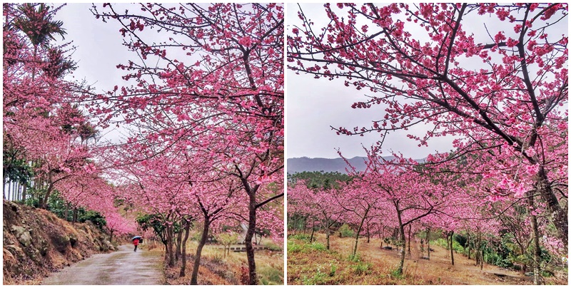 2024青山坪資訊,古坑青山坪農場,青山坪農場旅遊景點 @可人之家