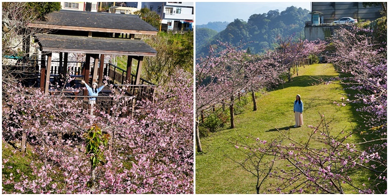 2024嘉義櫻花況,免費賞櫻,嘉義櫻花綻放,賞櫻花景點,阿里山隙頂櫻花 @可人之家