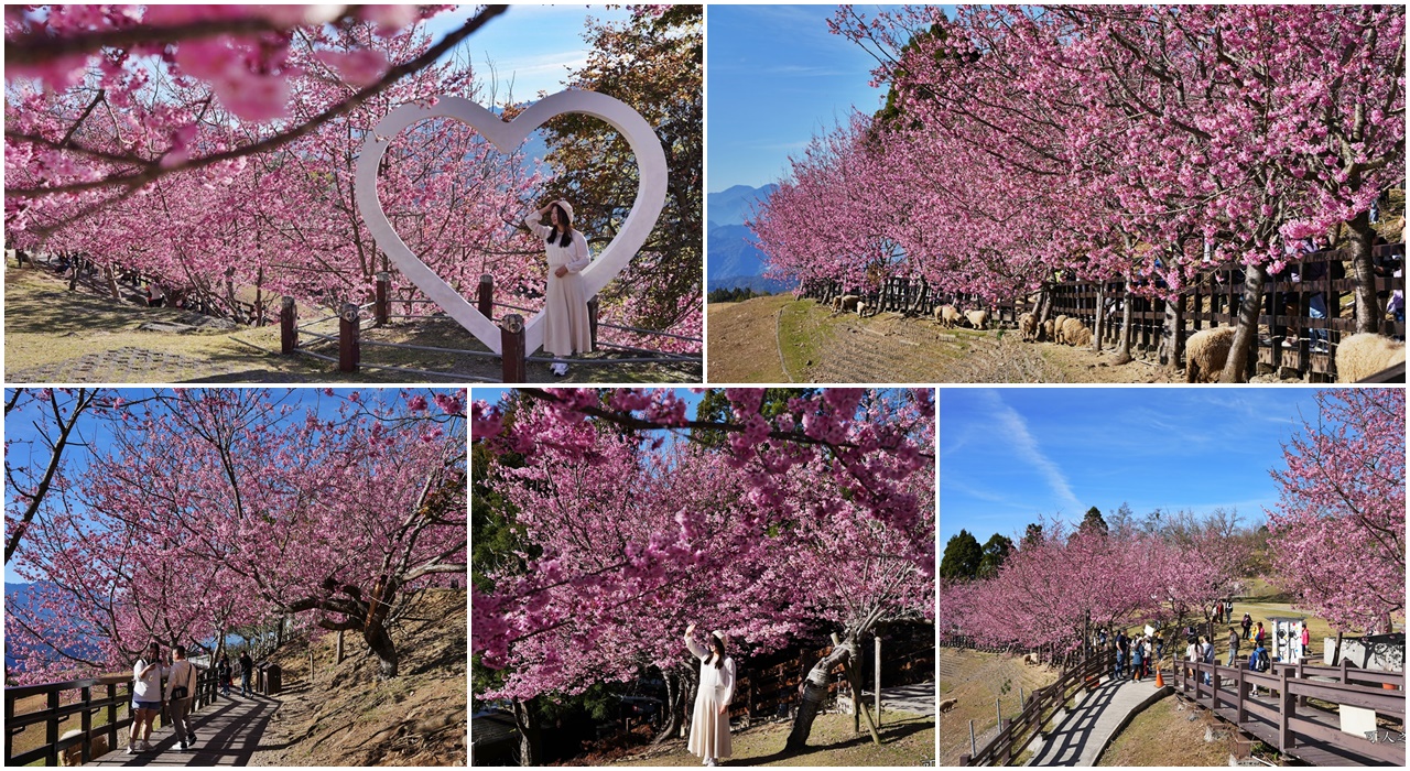 南投清境,南投粉嫩櫻花,南投賞花景點,吉野櫻,清境農場,青青草原