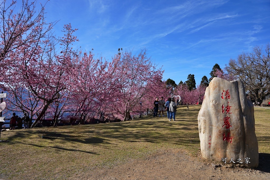 南投清境,南投粉嫩櫻花,南投賞花景點,吉野櫻,清境農場,青青草原