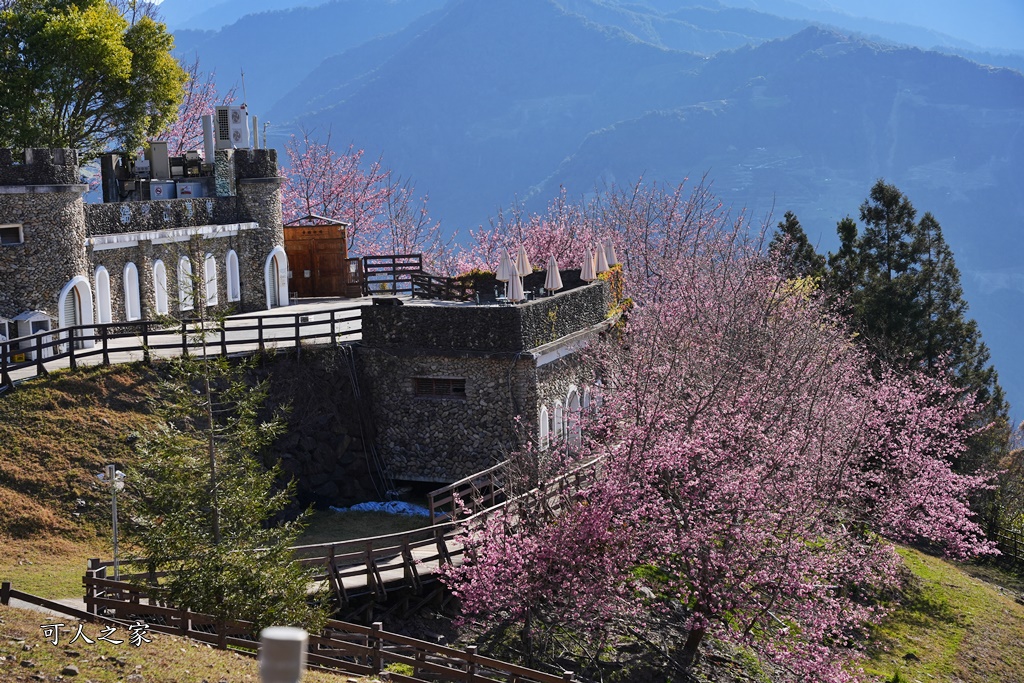 南投清境,南投粉嫩櫻花,南投賞花景點,吉野櫻,清境農場,青青草原