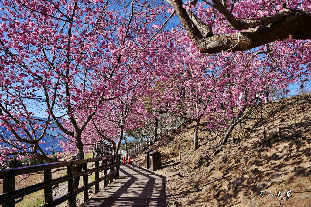 南投清境,南投粉嫩櫻花,南投賞花景點,吉野櫻,清境農場,青青草原