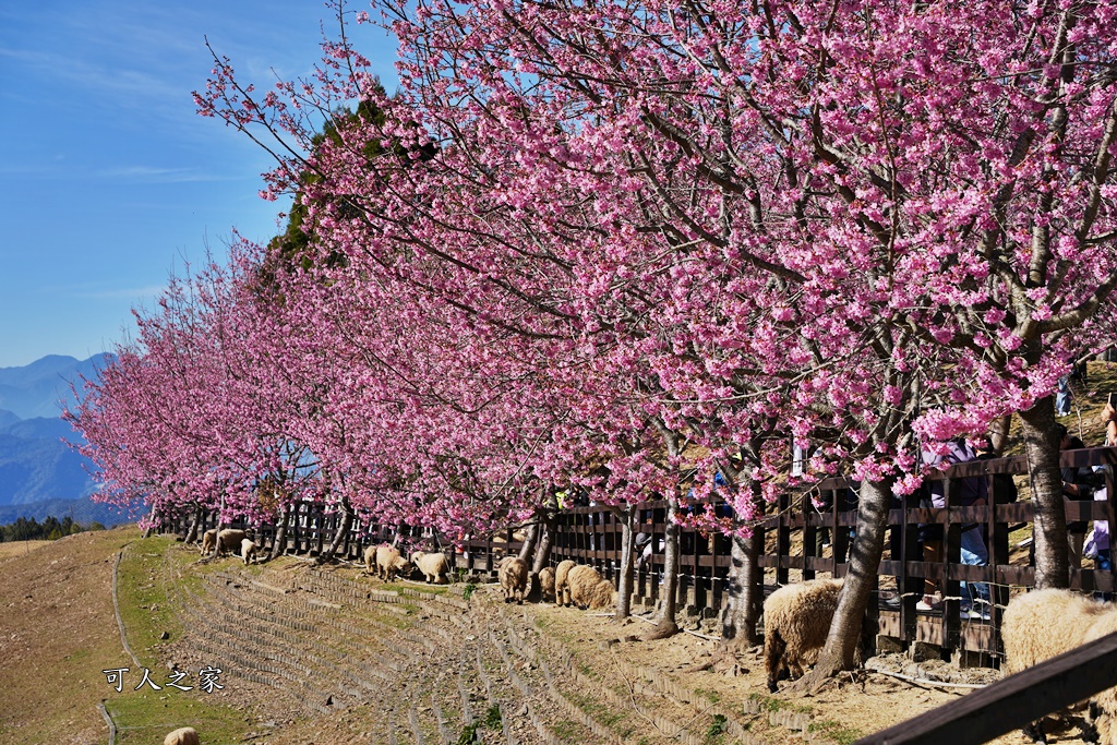 南投清境,南投粉嫩櫻花,南投賞花景點,吉野櫻,清境農場,青青草原