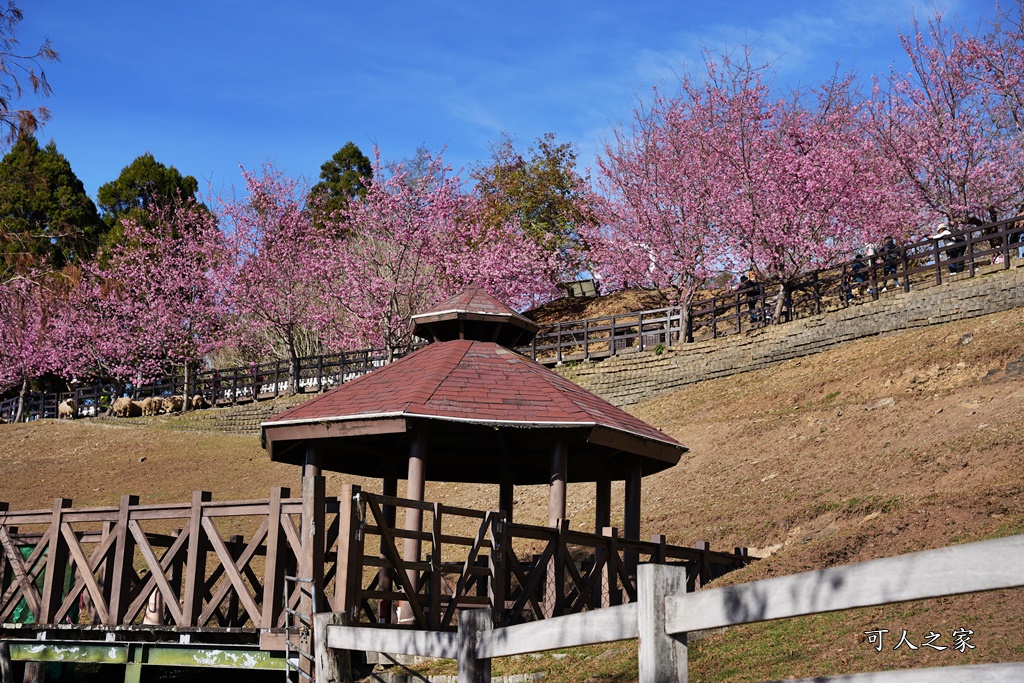 南投清境,南投粉嫩櫻花,南投賞花景點,吉野櫻,清境農場,青青草原