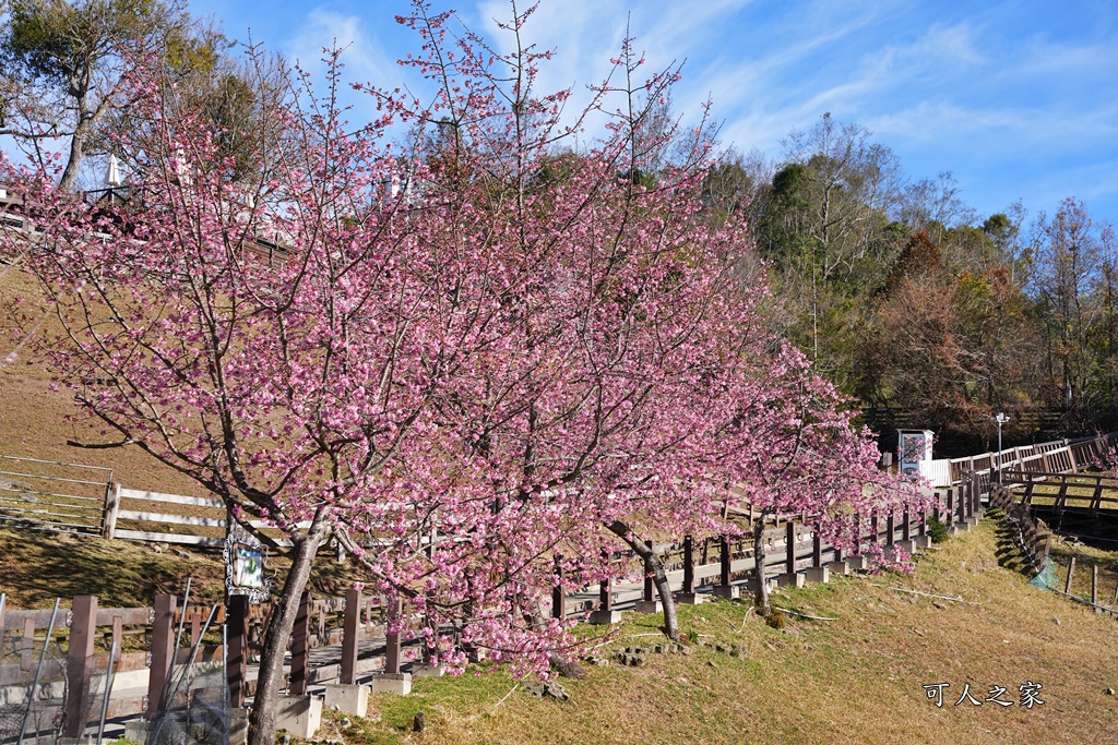 南投清境,南投粉嫩櫻花,南投賞花景點,吉野櫻,清境農場,青青草原