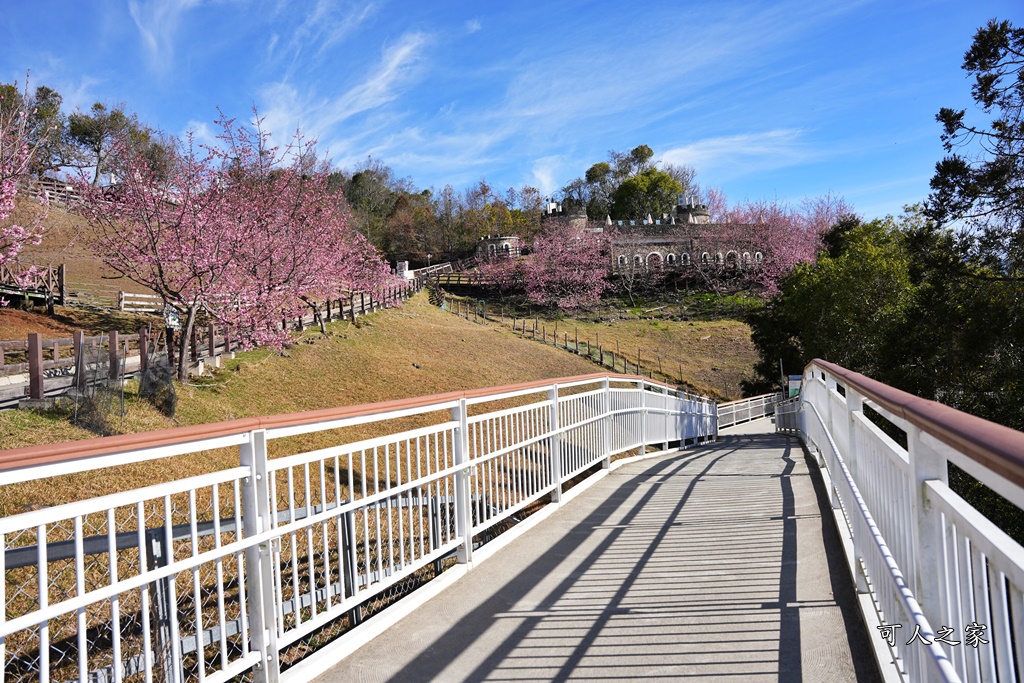 南投清境,南投粉嫩櫻花,南投賞花景點,吉野櫻,清境農場,青青草原