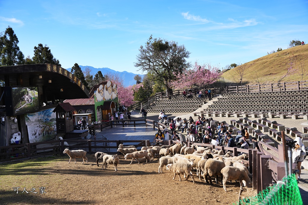 南投清境,南投粉嫩櫻花,南投賞花景點,吉野櫻,清境農場,青青草原