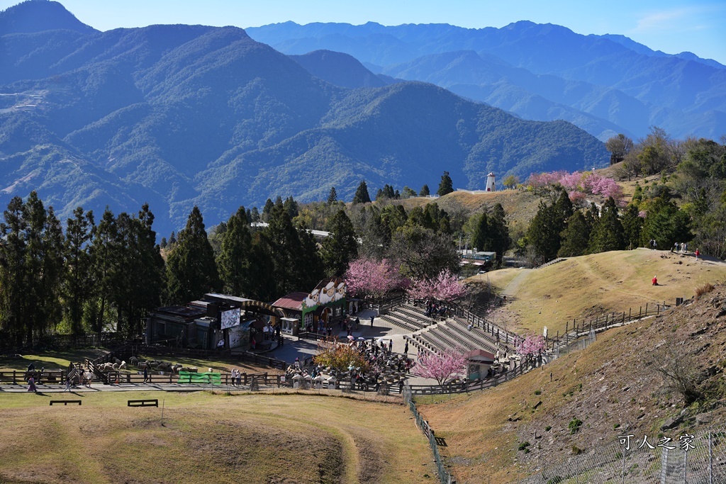 南投清境,南投粉嫩櫻花,南投賞花景點,吉野櫻,清境農場,青青草原