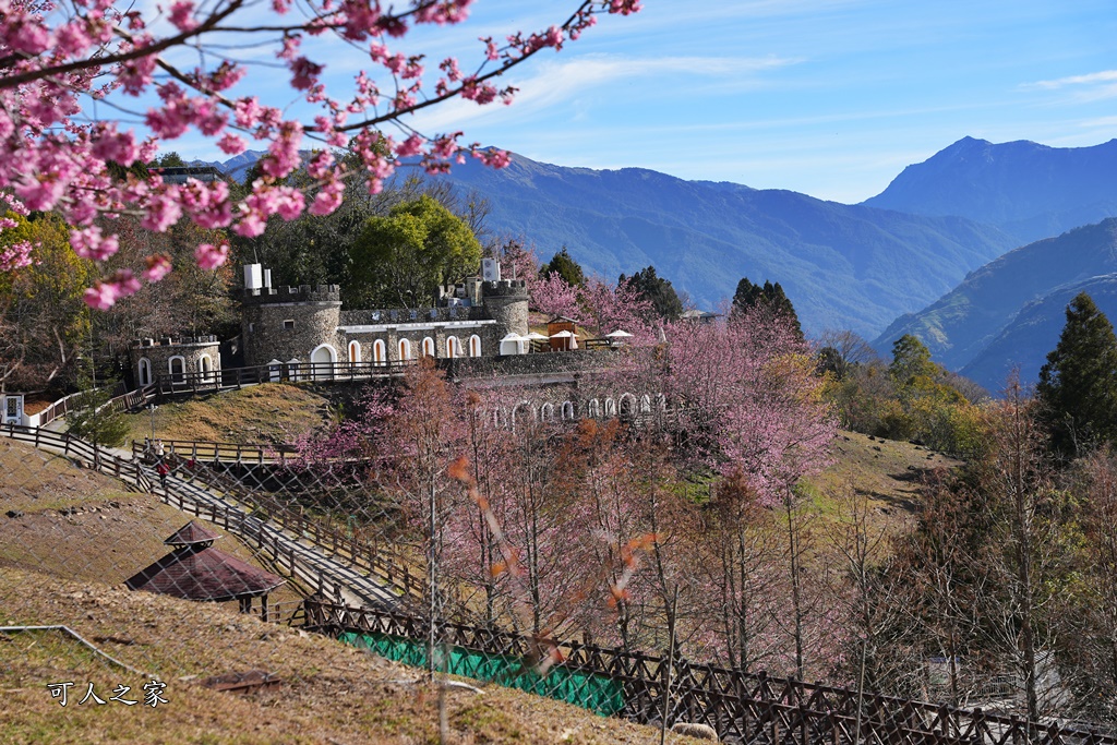 南投清境,南投粉嫩櫻花,南投賞花景點,吉野櫻,清境農場,青青草原