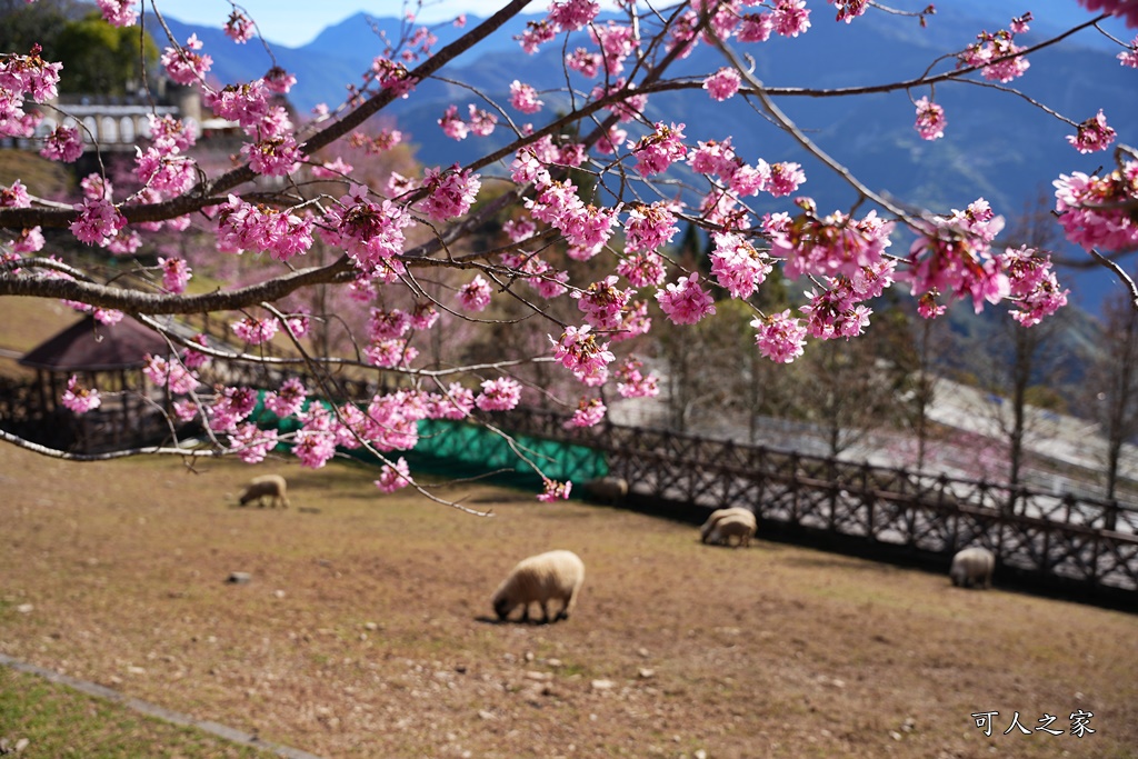 南投清境,南投粉嫩櫻花,南投賞花景點,吉野櫻,清境農場,青青草原