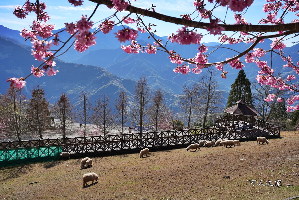 南投清境,南投粉嫩櫻花,南投賞花景點,吉野櫻,清境農場,青青草原