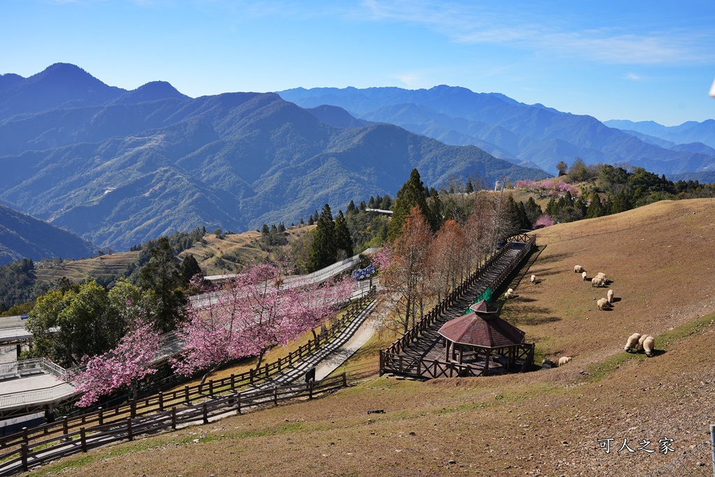 南投清境,南投粉嫩櫻花,南投賞花景點,吉野櫻,清境農場,青青草原