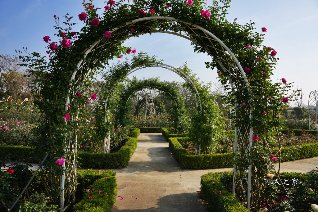 古典玫瑰花園花園,台南後壁,台南雅聞第五座觀光工廠,後壁雅聞,法式玫瑰花園,熱帶雨林森林,脈輪玫瑰花園,雅聞宿根玫瑰療癒森林觀光工廠,雅聞湖濱療癒森林觀光工廠,雅聞試營運