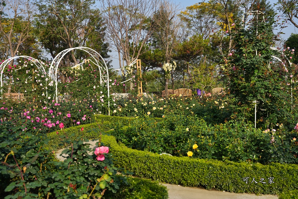 古典玫瑰花園花園,台南後壁,台南雅聞第五座觀光工廠,後壁雅聞,法式玫瑰花園,熱帶雨林森林,脈輪玫瑰花園,雅聞宿根玫瑰療癒森林觀光工廠,雅聞湖濱療癒森林觀光工廠,雅聞試營運