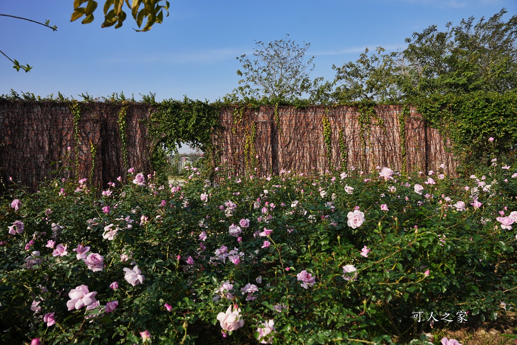 古典玫瑰花園花園,台南後壁,台南雅聞第五座觀光工廠,後壁雅聞,法式玫瑰花園,熱帶雨林森林,脈輪玫瑰花園,雅聞宿根玫瑰療癒森林觀光工廠,雅聞湖濱療癒森林觀光工廠,雅聞試營運