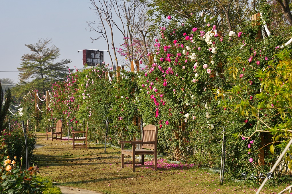 古典玫瑰花園花園,台南後壁,台南雅聞第五座觀光工廠,後壁雅聞,法式玫瑰花園,熱帶雨林森林,脈輪玫瑰花園,雅聞宿根玫瑰療癒森林觀光工廠,雅聞湖濱療癒森林觀光工廠,雅聞試營運