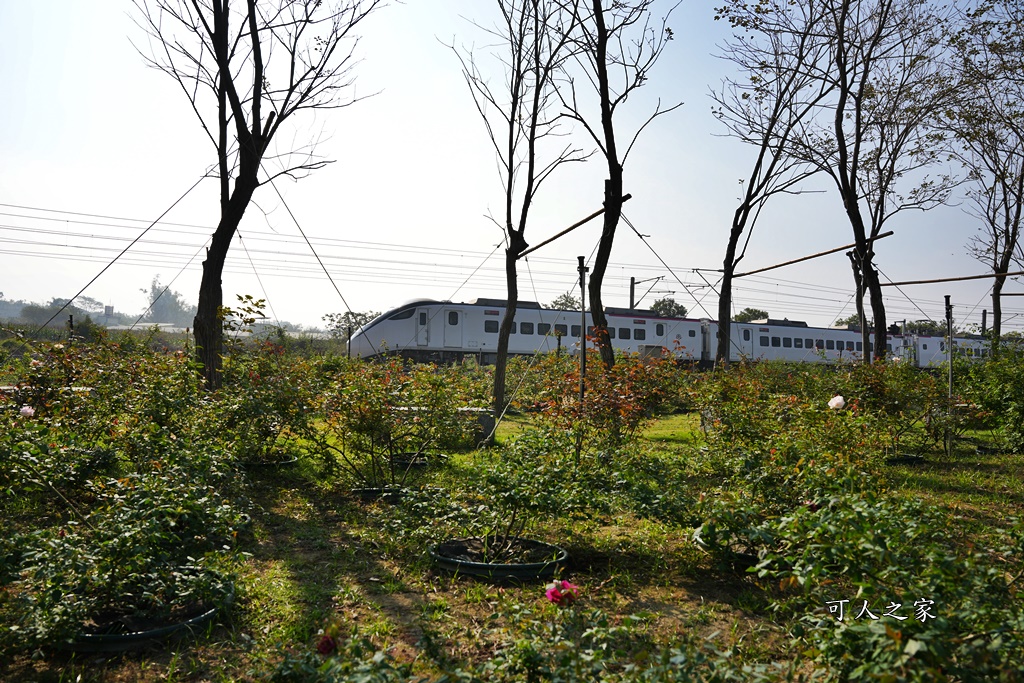 古典玫瑰花園花園,台南後壁,台南雅聞第五座觀光工廠,後壁雅聞,法式玫瑰花園,熱帶雨林森林,脈輪玫瑰花園,雅聞宿根玫瑰療癒森林觀光工廠,雅聞湖濱療癒森林觀光工廠,雅聞試營運