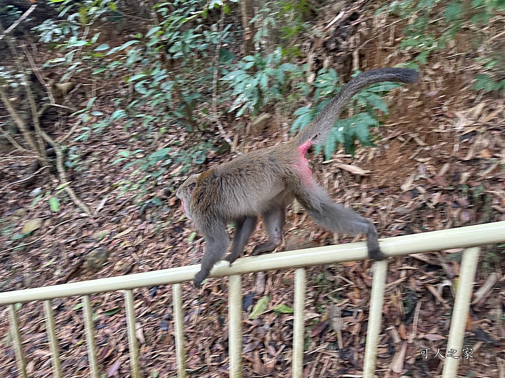 二水步道,松柏嶺登山步道,登廟步道,豐柏廣場