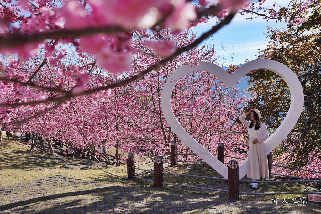 南投清境,南投粉嫩櫻花,南投賞花景點,吉野櫻,清境農場,青青草原