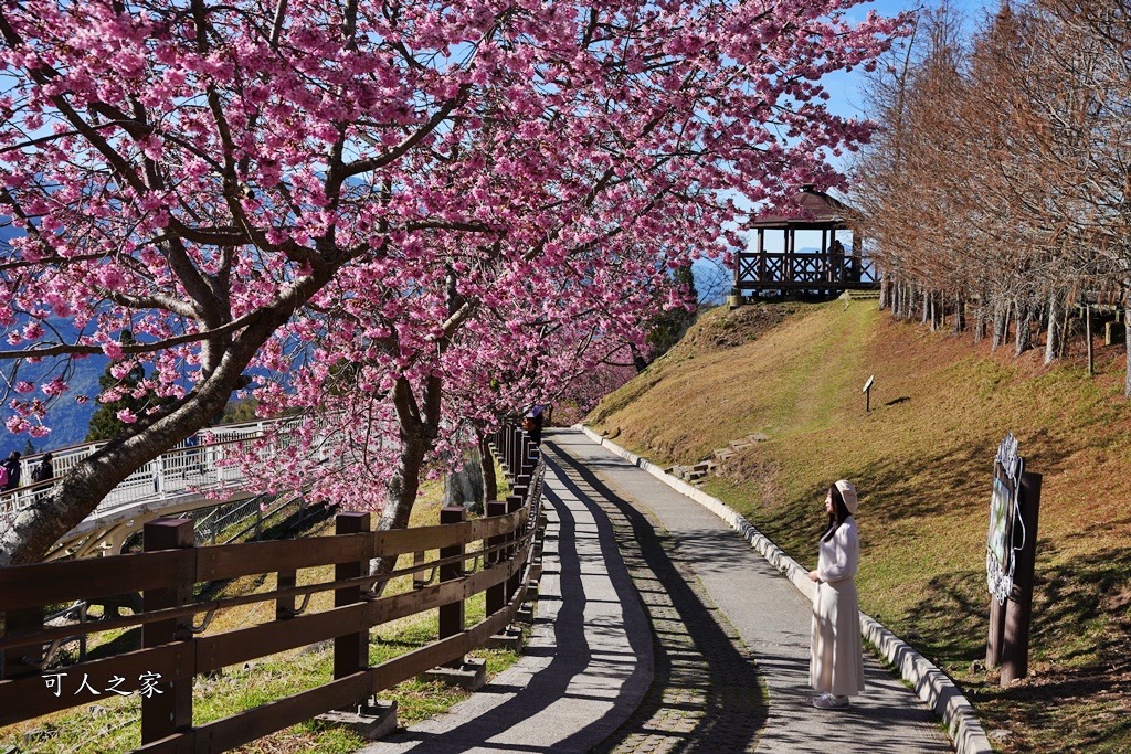 南投清境,南投粉嫩櫻花,南投賞花景點,吉野櫻,清境農場,青青草原