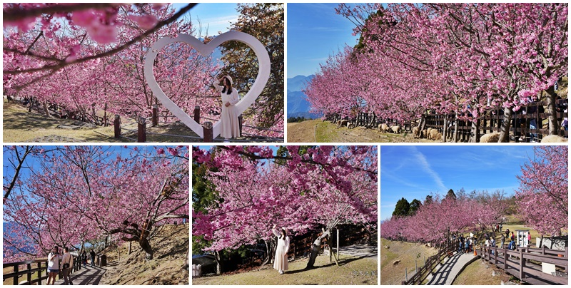 南投清境,南投粉嫩櫻花,南投賞花景點,吉野櫻,清境農場,青青草原 @可人之家