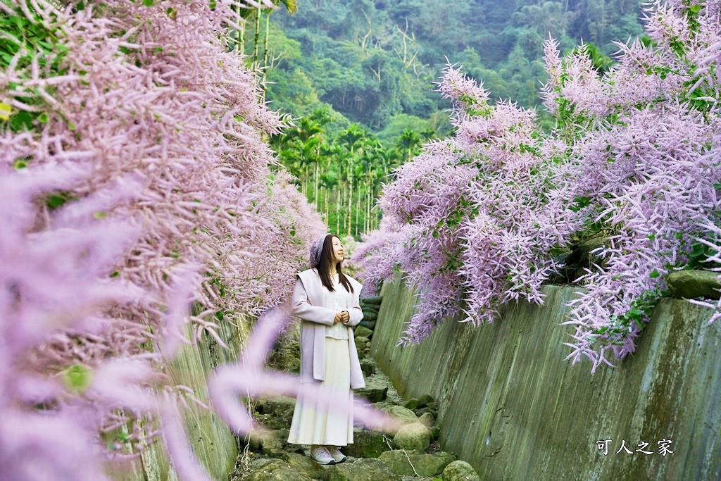 古坑麝香木位置,雲林古坑怎麼玩？,雲林古坑麝香木,青山坪咖啡農場麝香木