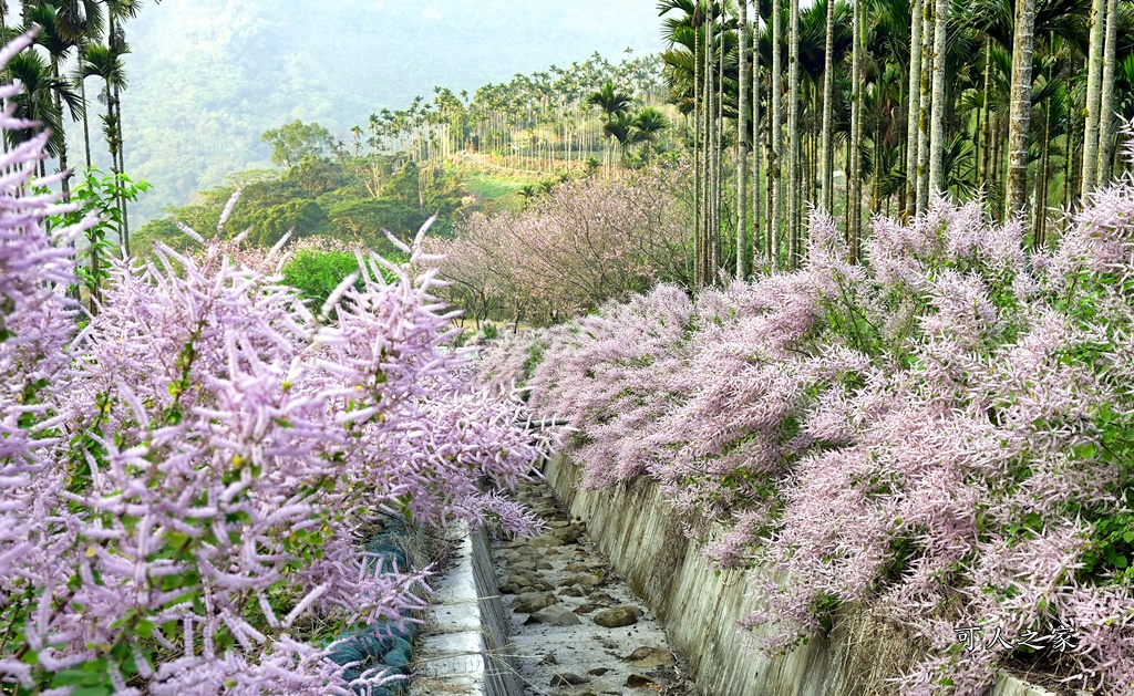 古坑麝香木位置,雲林古坑怎麼玩？,雲林古坑麝香木,青山坪咖啡農場麝香木