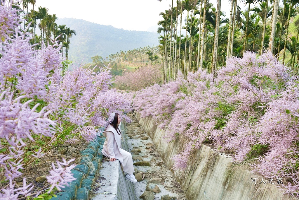 古坑麝香木位置,雲林古坑怎麼玩？,雲林古坑麝香木,青山坪咖啡農場麝香木