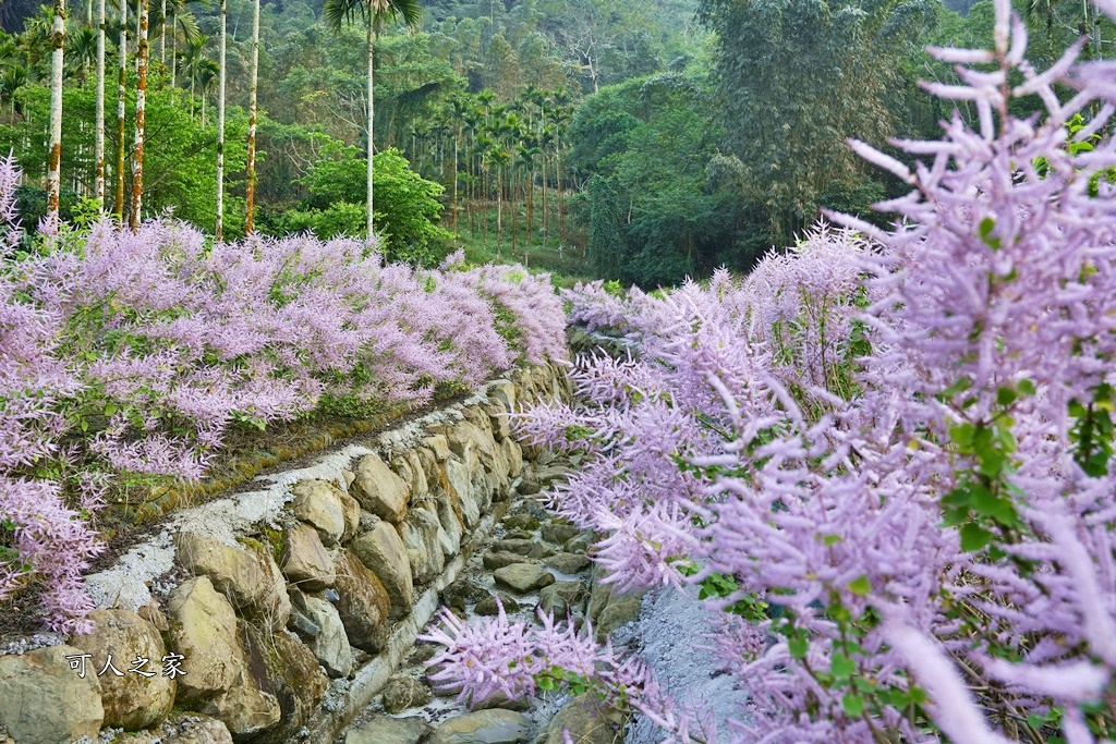 古坑麝香木位置,雲林古坑怎麼玩？,雲林古坑麝香木,青山坪咖啡農場麝香木