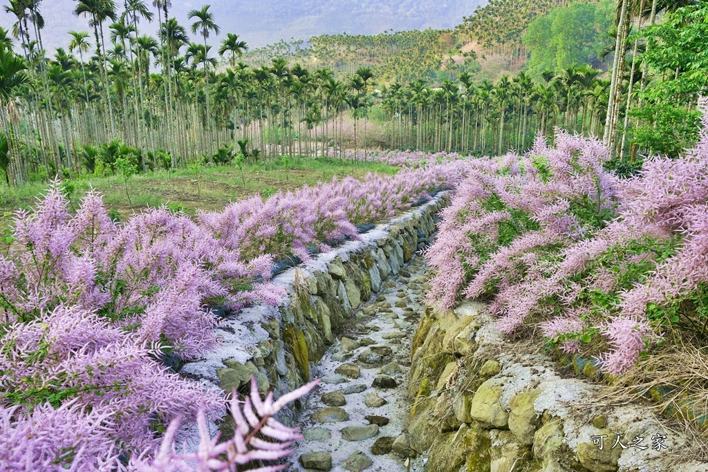 古坑麝香木位置,雲林古坑怎麼玩？,雲林古坑麝香木,青山坪咖啡農場麝香木