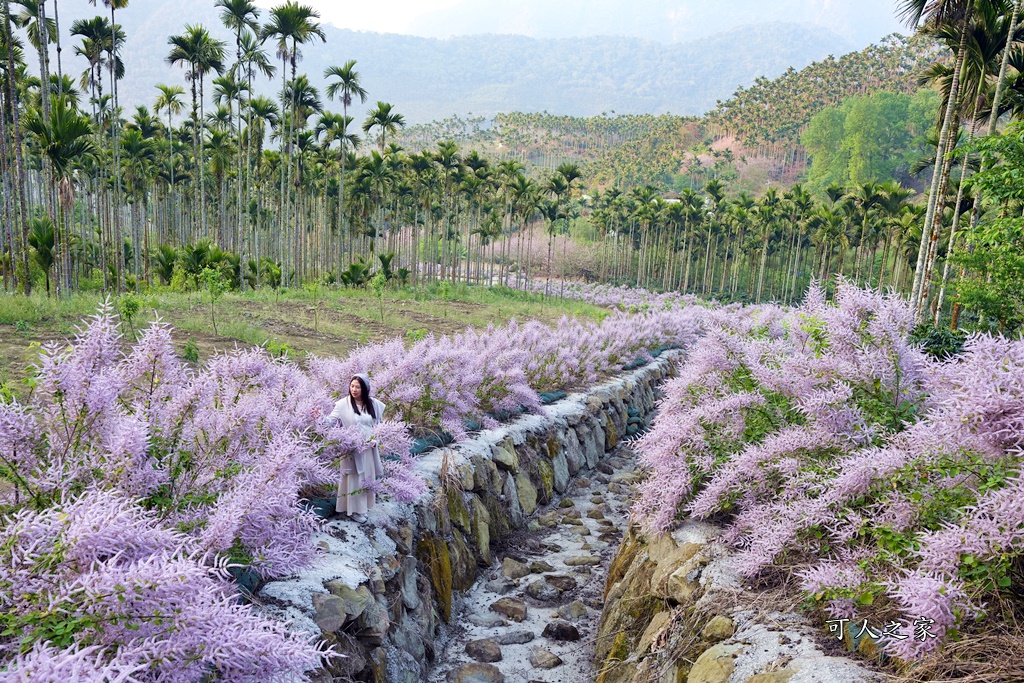 古坑麝香木位置,雲林古坑怎麼玩？,雲林古坑麝香木,青山坪咖啡農場麝香木