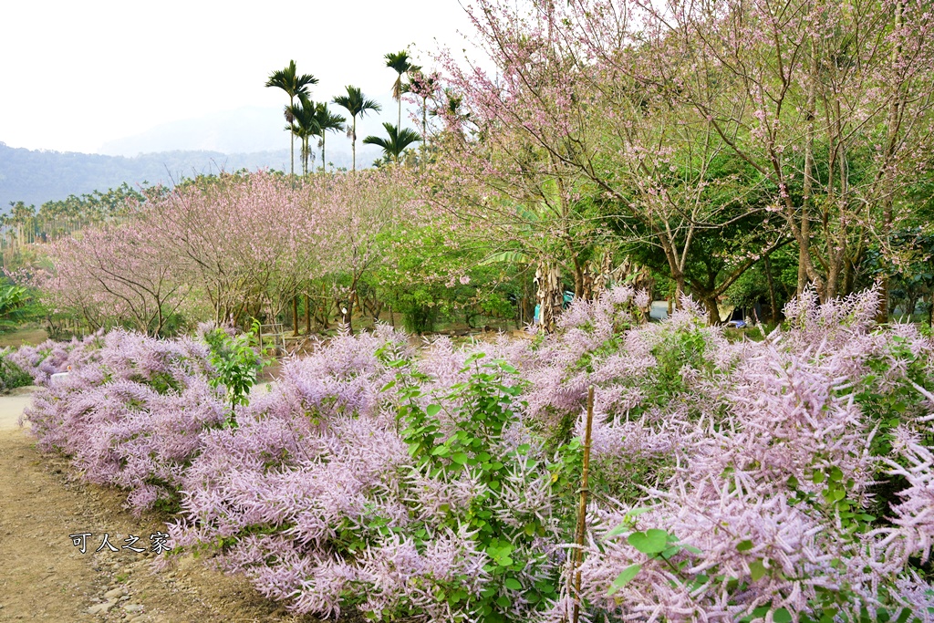 古坑麝香木位置,雲林古坑怎麼玩？,雲林古坑麝香木,青山坪咖啡農場麝香木