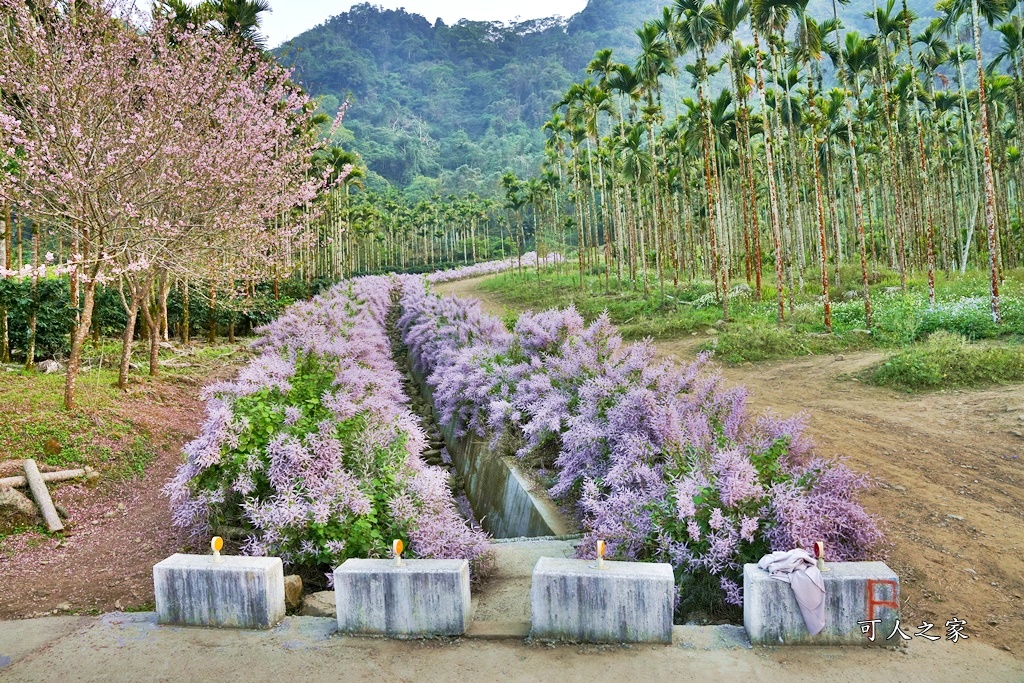 古坑麝香木位置,雲林古坑怎麼玩？,雲林古坑麝香木,青山坪咖啡農場麝香木