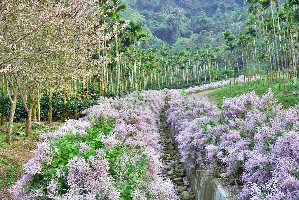 古坑麝香木位置,雲林古坑怎麼玩？,雲林古坑麝香木,青山坪咖啡農場麝香木