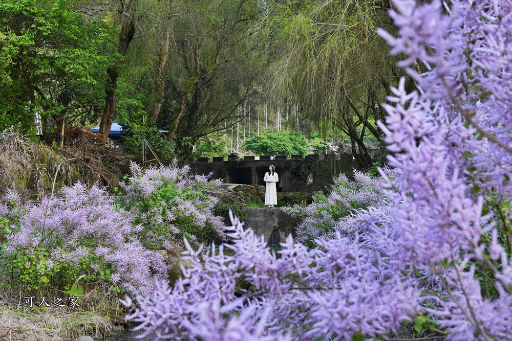 古坑麝香木位置,雲林古坑怎麼玩？,雲林古坑麝香木,青山坪咖啡農場麝香木