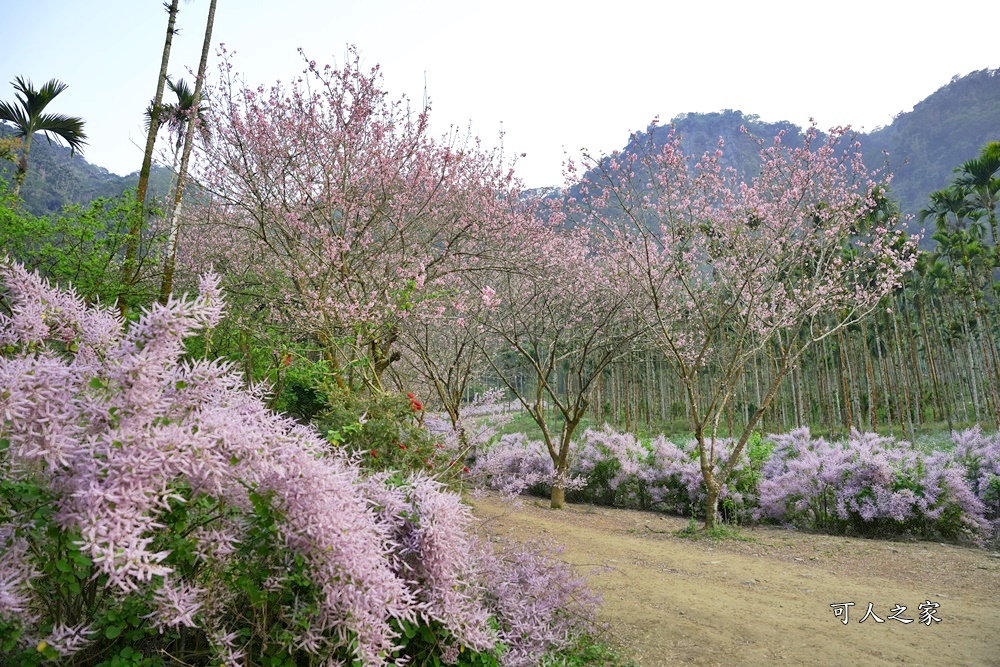 古坑麝香木位置,雲林古坑怎麼玩？,雲林古坑麝香木,青山坪咖啡農場麝香木