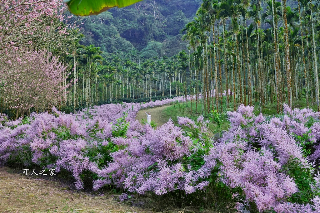 古坑麝香木位置,雲林古坑怎麼玩？,雲林古坑麝香木,青山坪咖啡農場麝香木