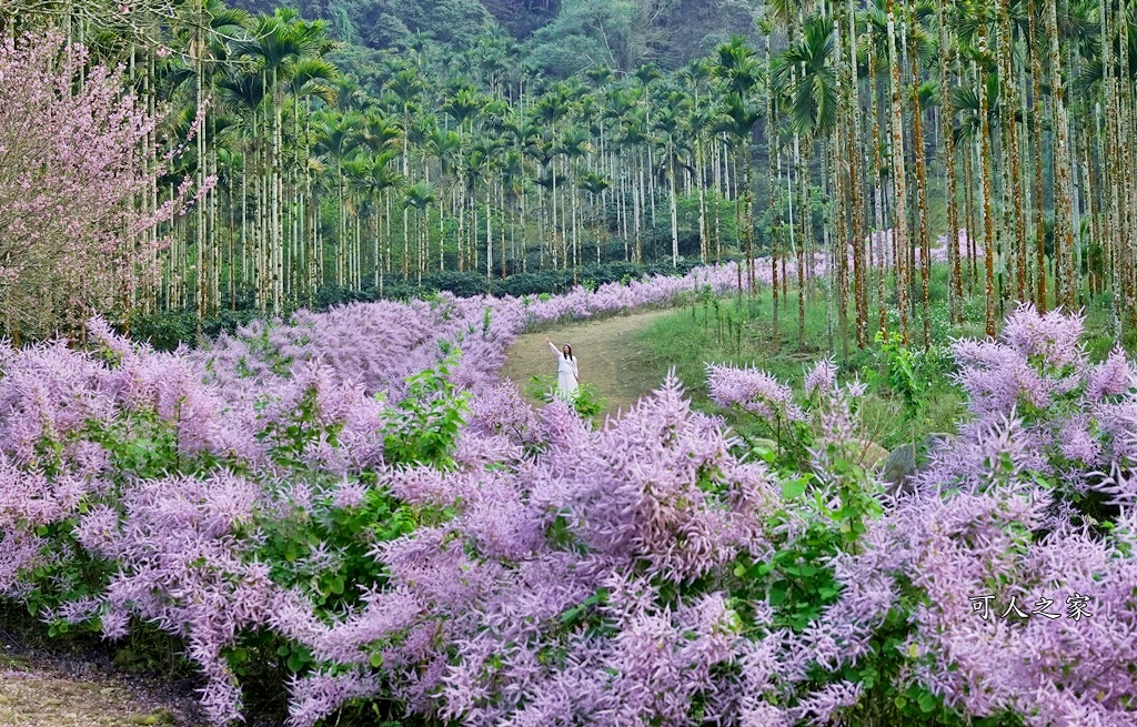 古坑麝香木位置,雲林古坑怎麼玩？,雲林古坑麝香木,青山坪咖啡農場麝香木