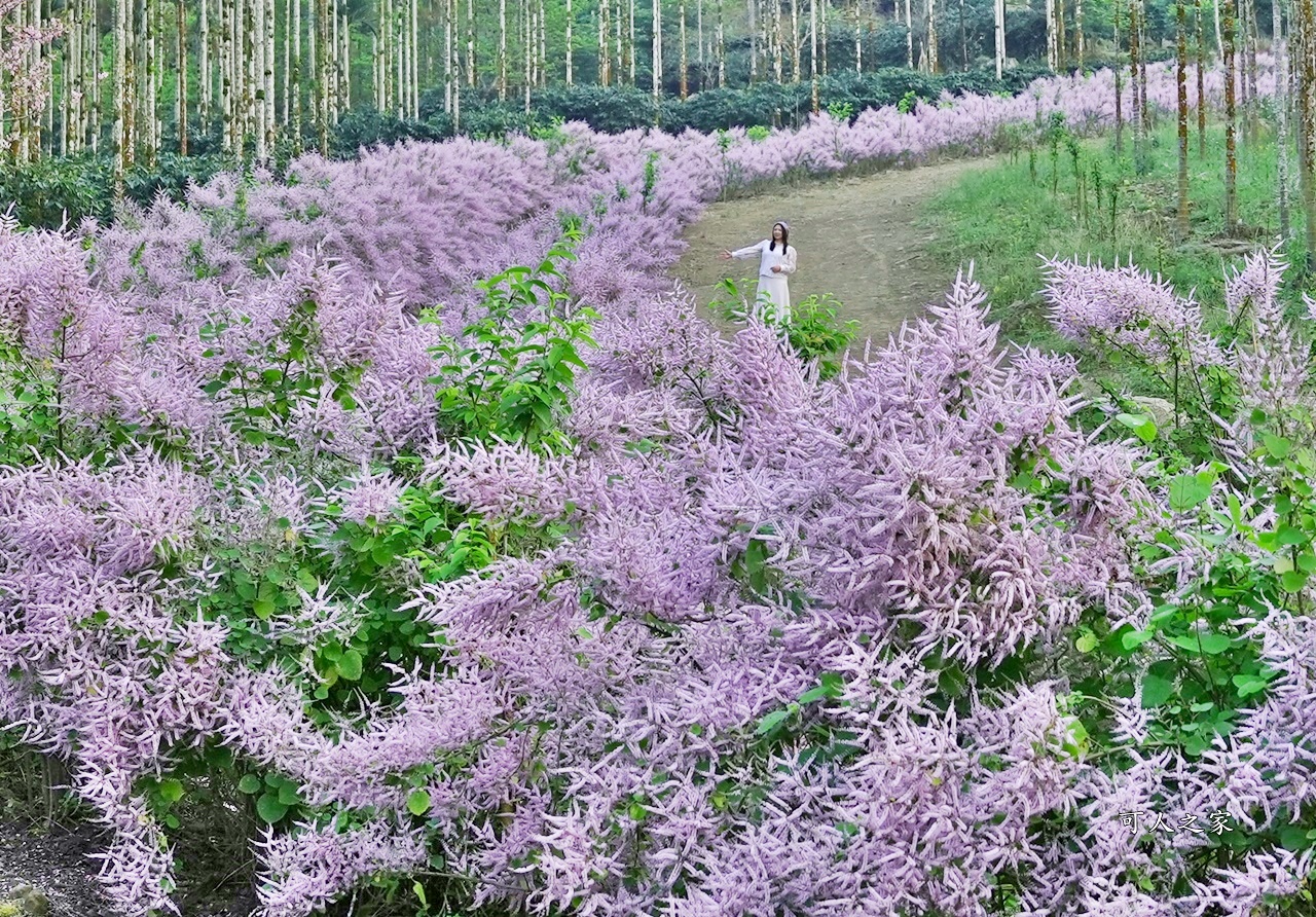 延伸閱讀：雲林2025【青山坪咖啡農場麝香木】龍形麝香木爆美壯觀好驚艷，200公尺長被群花包圍