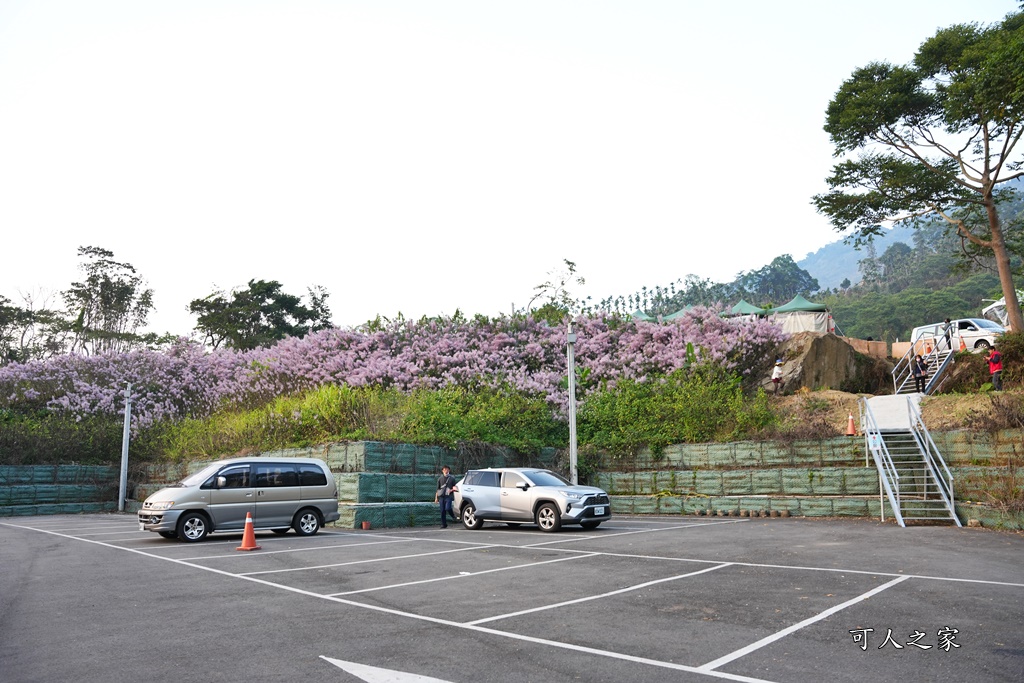 古坑麝香木位置,雲林古坑怎麼玩？,雲林古坑麝香木,青山坪咖啡農場麝香木