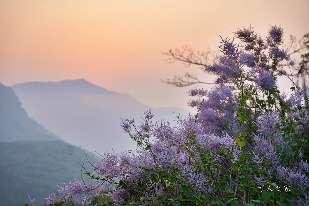 古坑麝香木位置,雲林古坑怎麼玩？,雲林古坑麝香木,青山坪咖啡農場麝香木