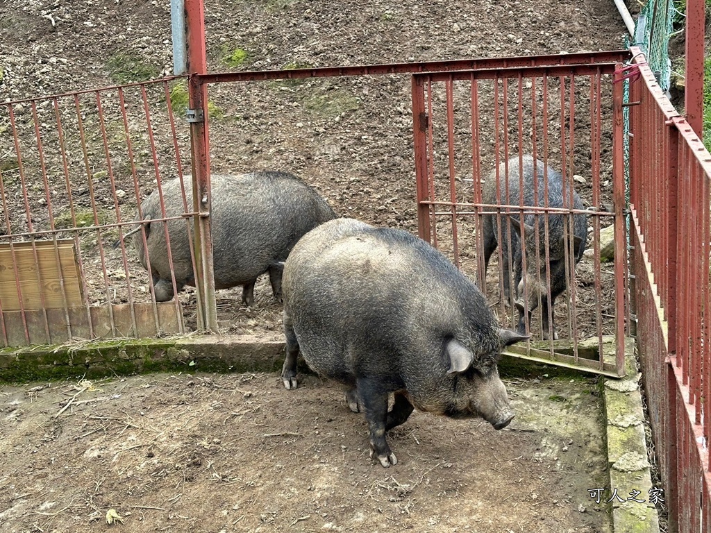 新竹小動物,新竹尖石鄉,新竹景觀餐廳,羊咩咩新竹,魔法女屋