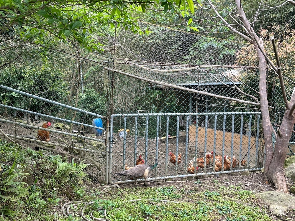 新竹小動物,新竹尖石鄉,新竹景觀餐廳,羊咩咩新竹,魔法女屋