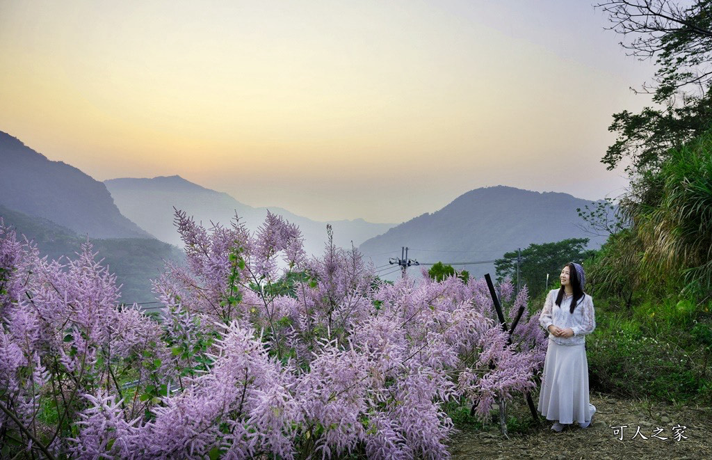 古坑麝香木位置,雲林古坑怎麼玩？,雲林古坑麝香木,青山坪咖啡農場麝香木