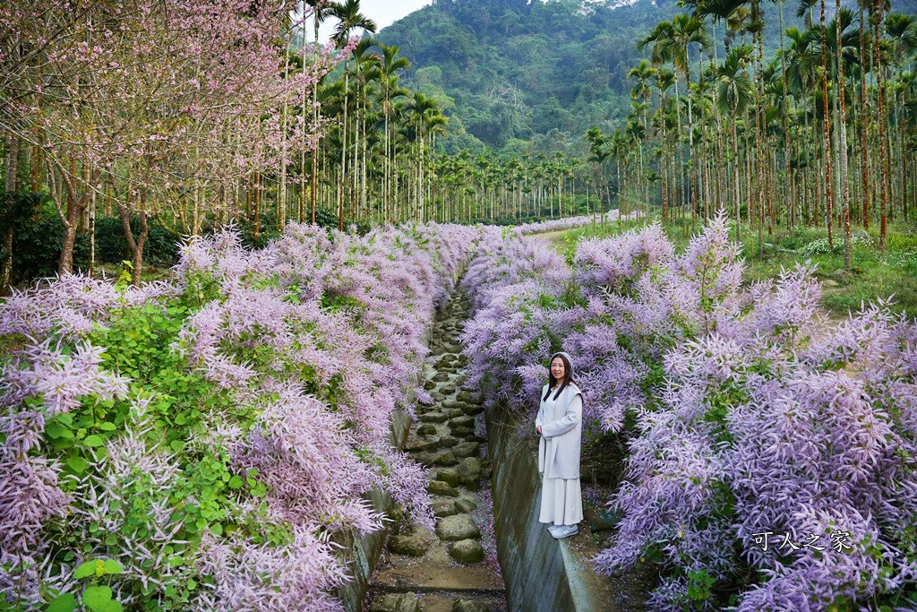 古坑麝香木位置,雲林古坑怎麼玩？,雲林古坑麝香木,青山坪咖啡農場麝香木