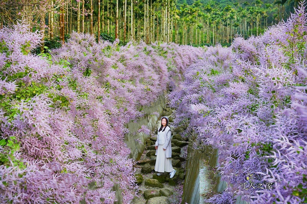 古坑麝香木位置,雲林古坑怎麼玩？,雲林古坑麝香木,青山坪咖啡農場麝香木