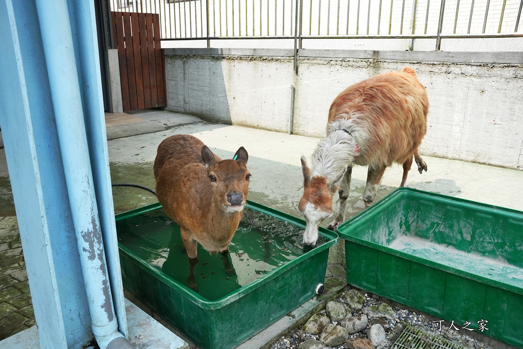 冬山一日遊怎麼玩,冬山景點,冬山農場,宜蘭冬山戶外景點,心花鹿FUN,心花鹿放