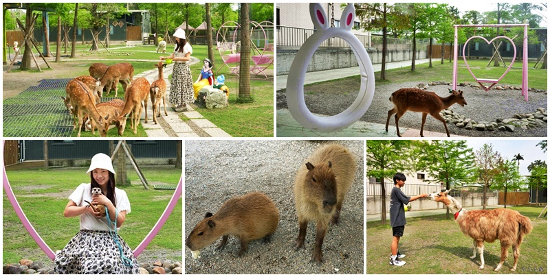 延伸閱讀：宜蘭冬山【心花鹿FUN】綠意園區萌寵動物太悠閒，超過十種以上小動物柔順不怕生