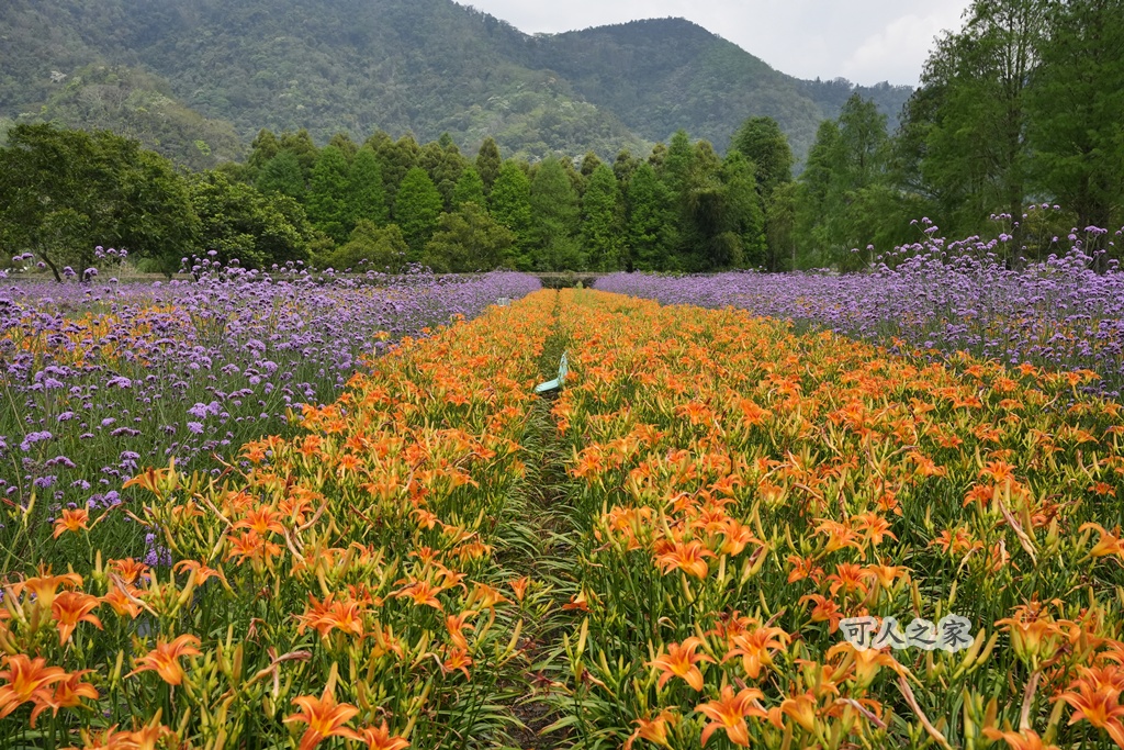 頭社金針花